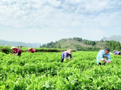不合格食品销毁-黔南州坝区采取菜篮子生产保供措施