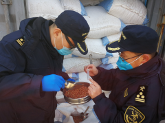 过期食品销毁-天津海关首次从进境花生中截获有害生物“花生豆象”