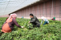 青岛食品销毁公司-莱西市沽河“小甘薯”成为农户增收致富“新引擎”