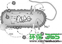 上海普陀污泥处理厂家-纳米银对污水生物处理有哪些影响